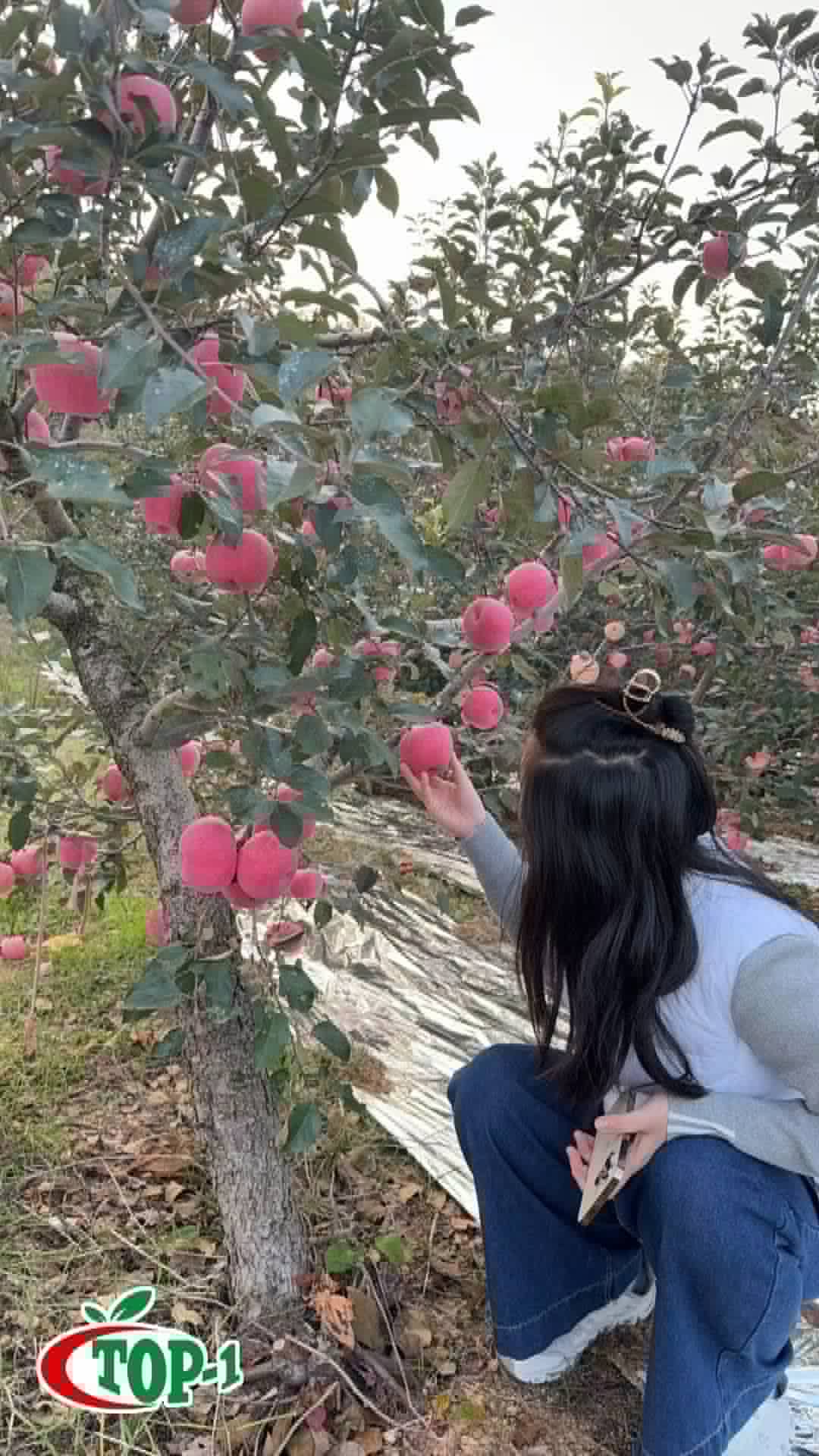 Apple orchard