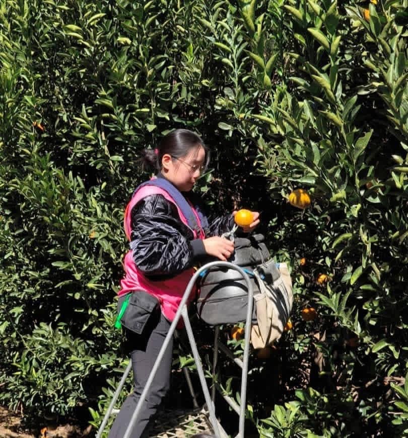 Citrus harvest in an orchard
