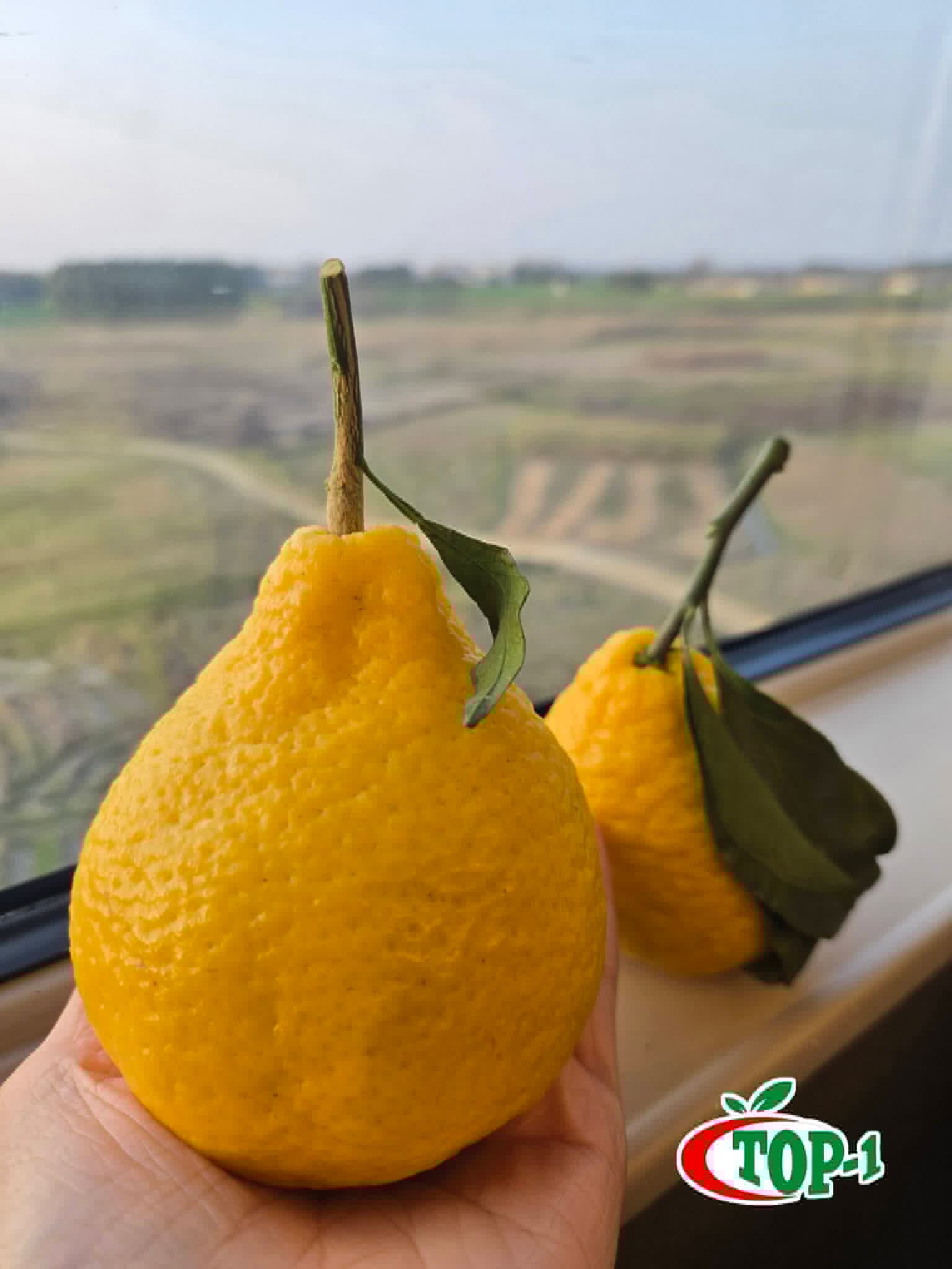 Fresh citrus produce