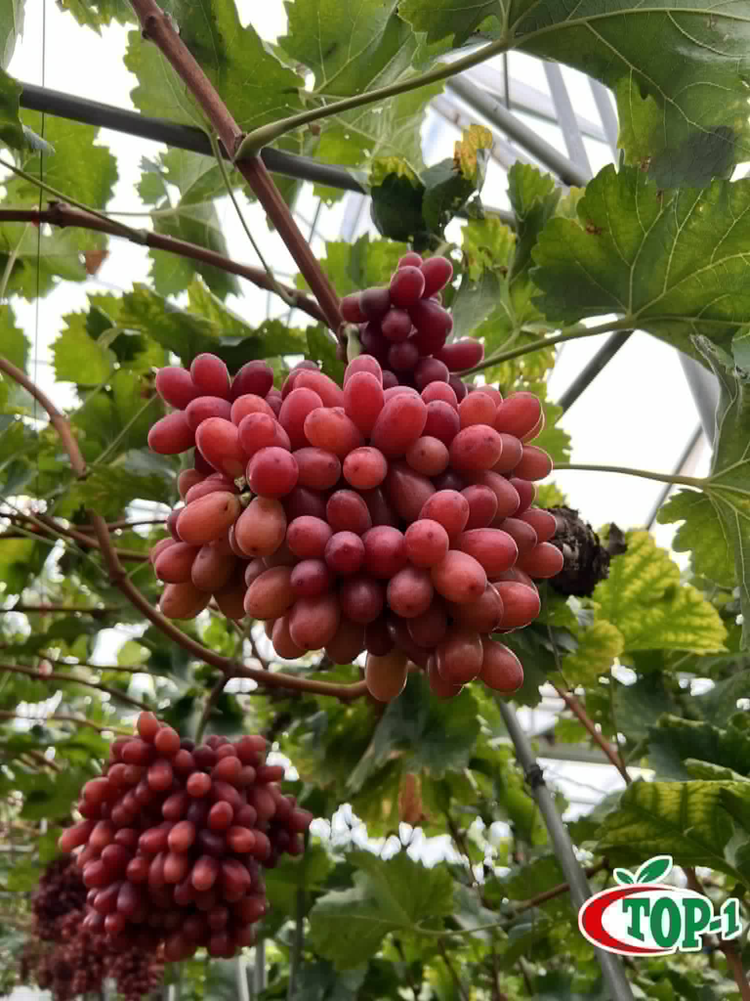 Fresh red grapes on the vine