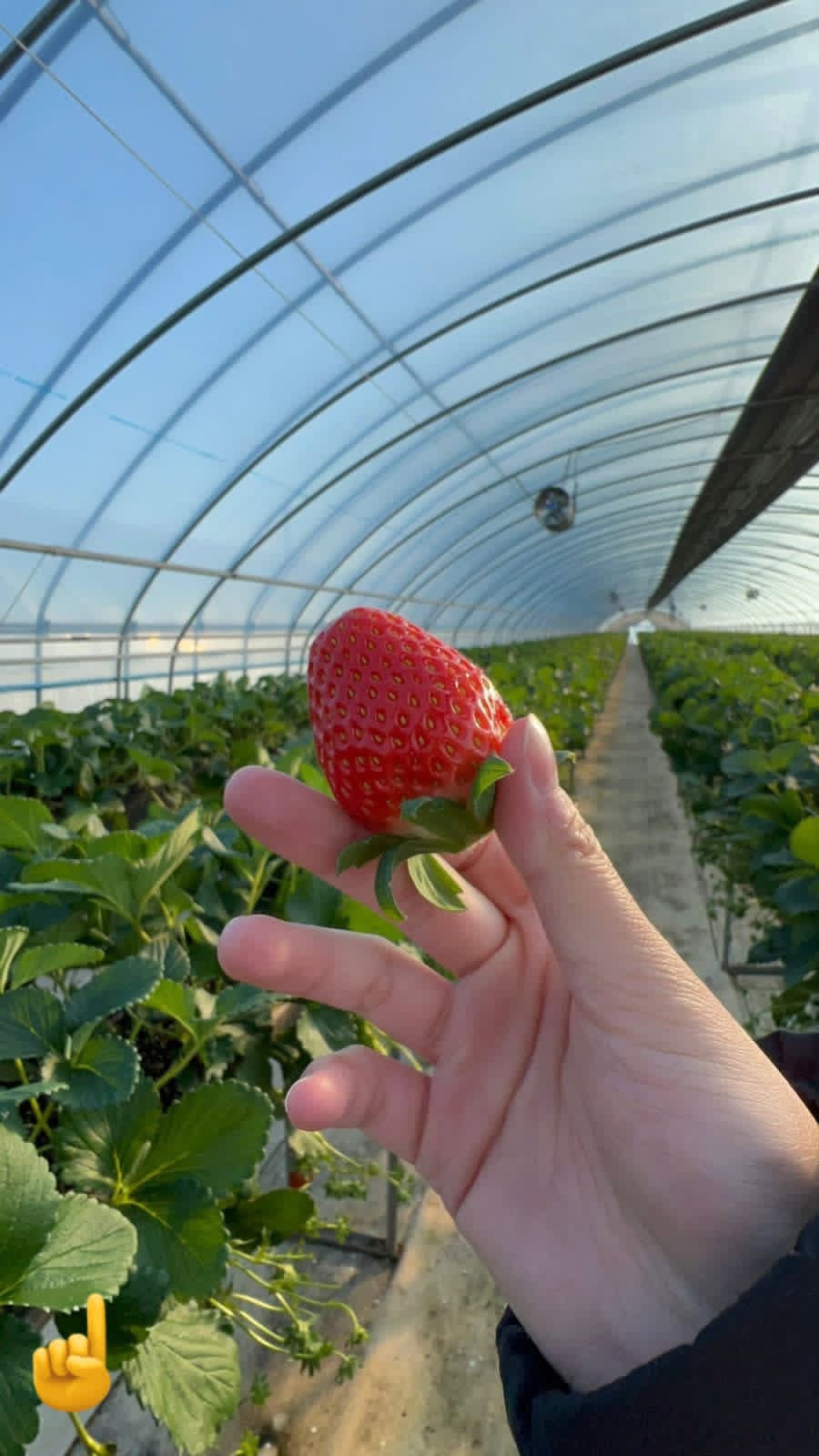 Fresh strawberry in a greenhouse