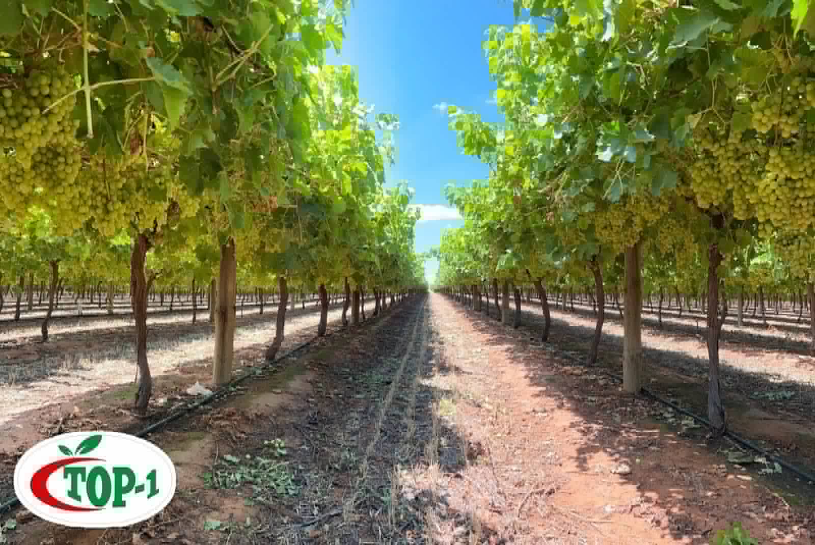 Vineyard with green grapes